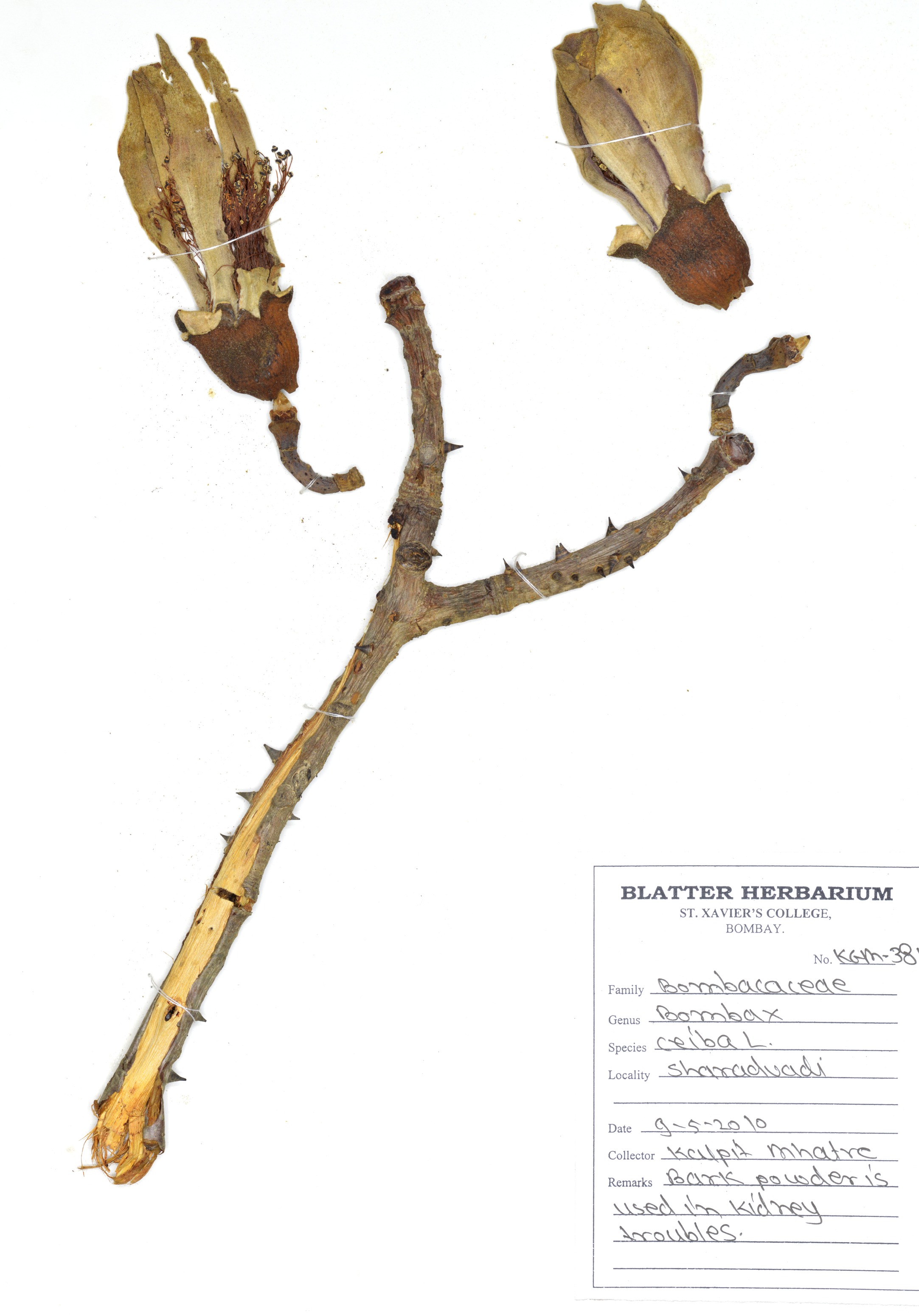 Herbarium Scan Sample